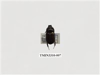 藏品(菲律賓圓金龜)的圖片